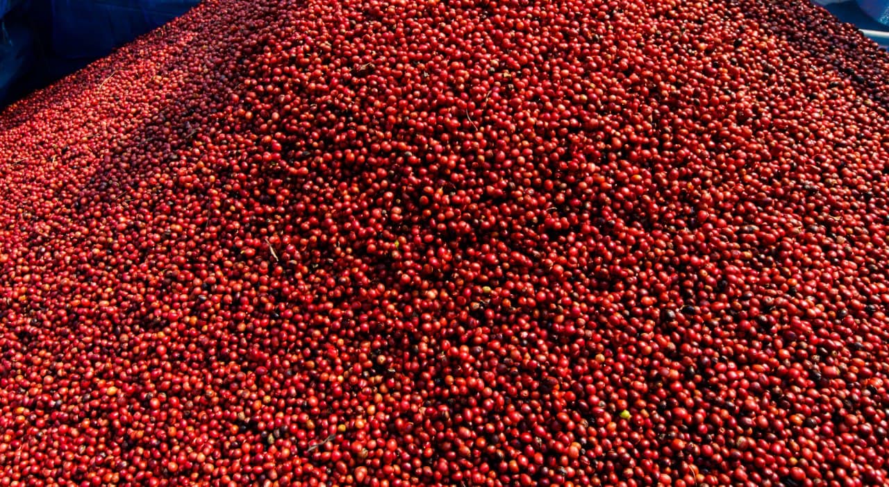 Azzan Arabica  250g - Cà phê Arabica Cầu Đất, Lâm Đồng (hương trái cây, vị chua thanh)