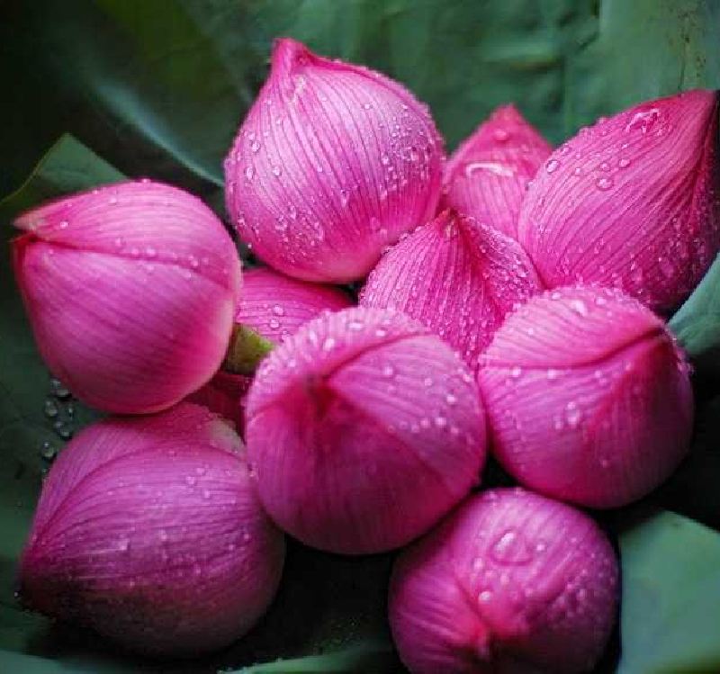 Hạt Giống Hoa Sen Ta (Sen Hồng Việt Nam) Gói 15 hạt - VTNT