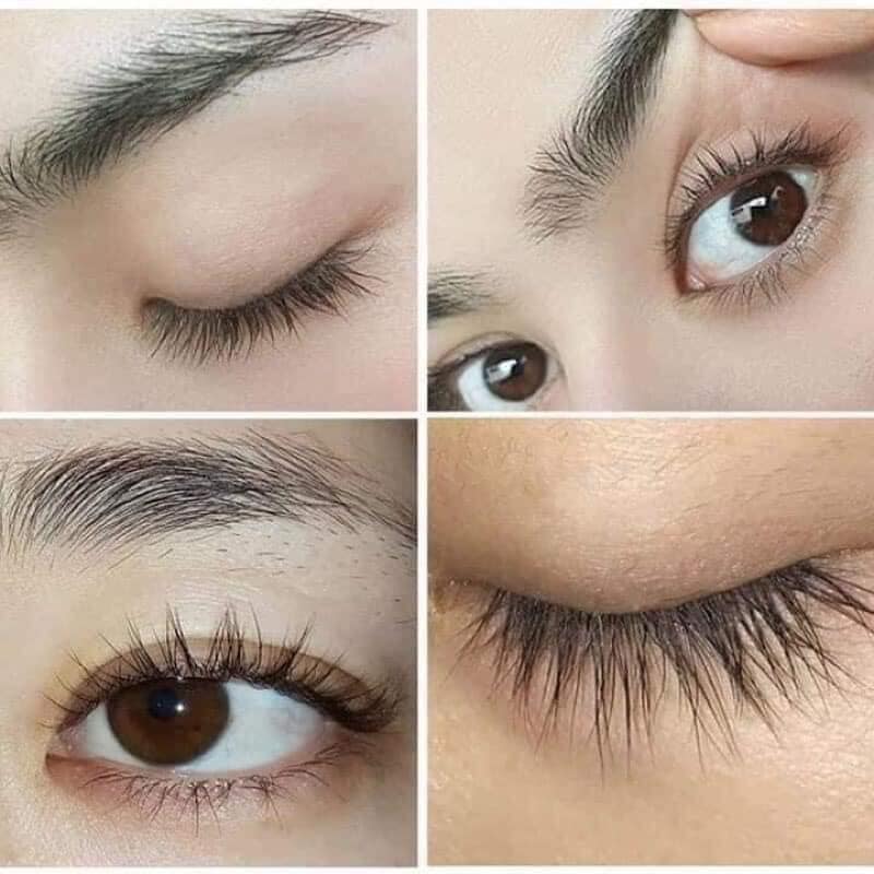 CHUỐT MI DẦU DỪA BẾN TRE