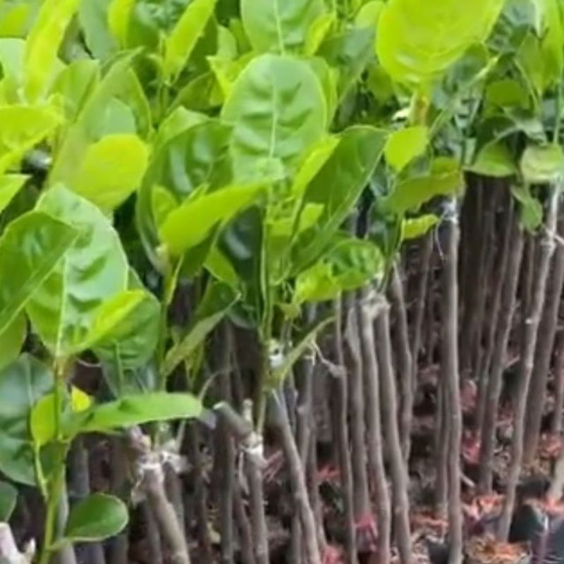 Cây mít nghệ