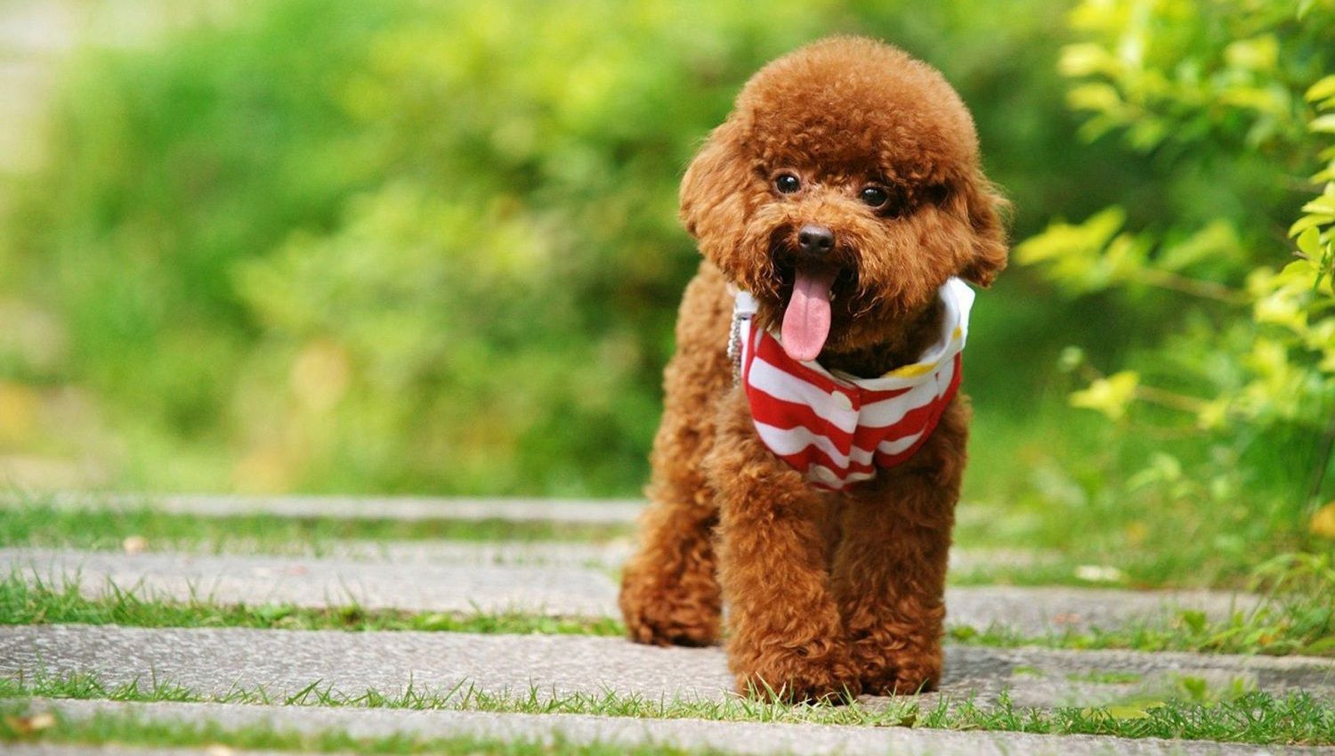 Kéo vệ sinh tai cho chó mèo