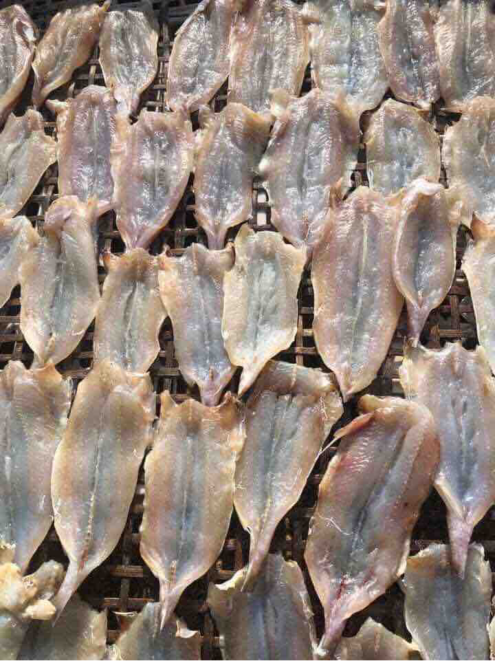 Cá mối 1 nắng Quảng Ninh