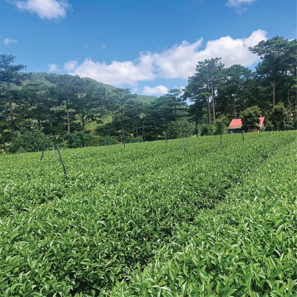 Trà Xanh DalatFarm - Túi 150 g