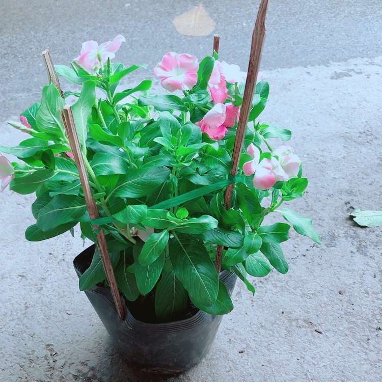 Hoa dừa cạn màu hồng nhạt