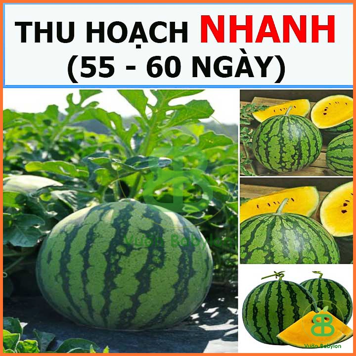 Hạt giống dưa hấu ruột vàng