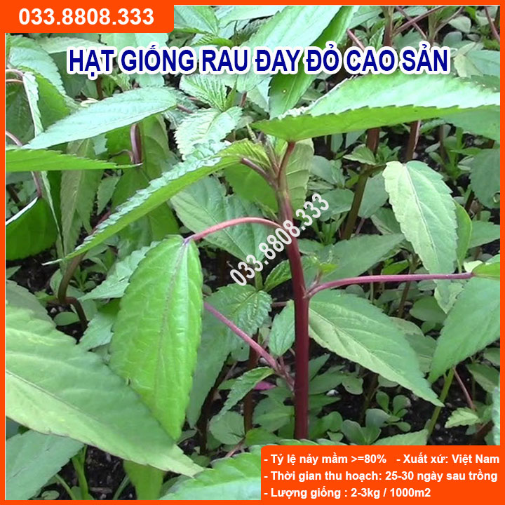 Hạt giống rau đay đỏ 20gram -dễ trồng nhanh thu hoạch