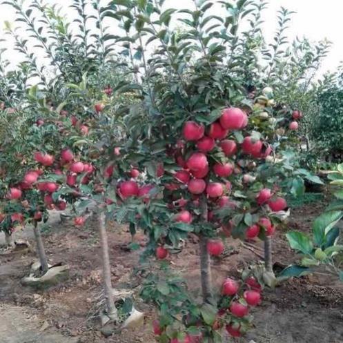 Cây Giống Táo Đỏ Lùn (Chuẩn giống F1)