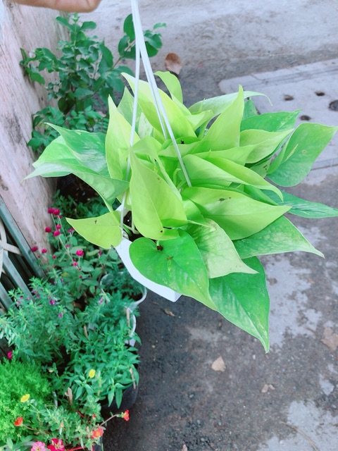 Trầu Bà Thái Vàng