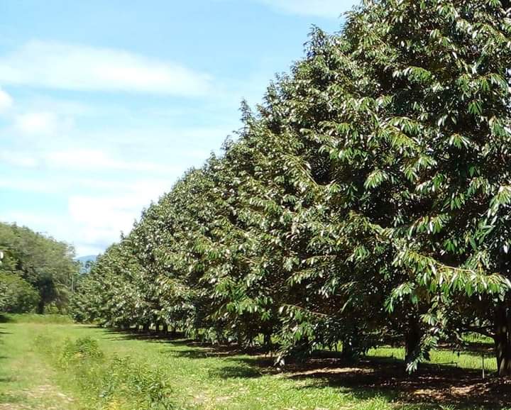 Phân bón lá 30-11-11+TE - VUA ĐÂM CHỐI - PHỤC HỒI CÂY - HỘP 1 KG