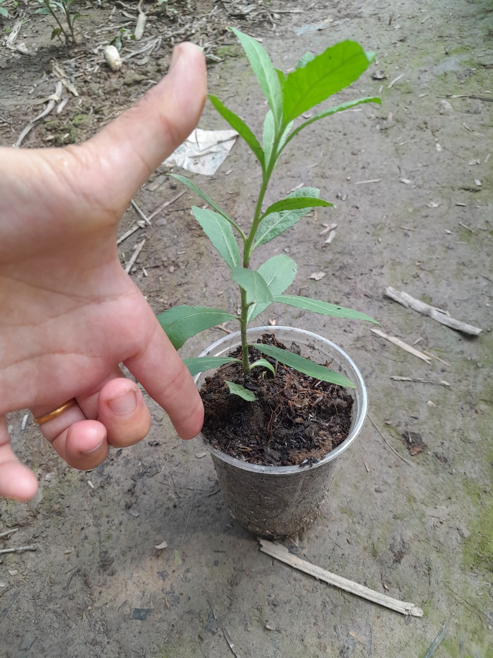 Cây Từ Bi ( cúc tần, đại bi) cây giống dùng làm dược liệu