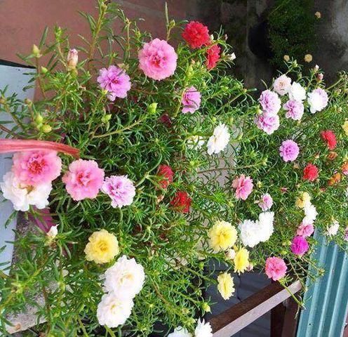 Hạt Giống Hoa Mười Giờ Nhiều Màu (200 Hạt)