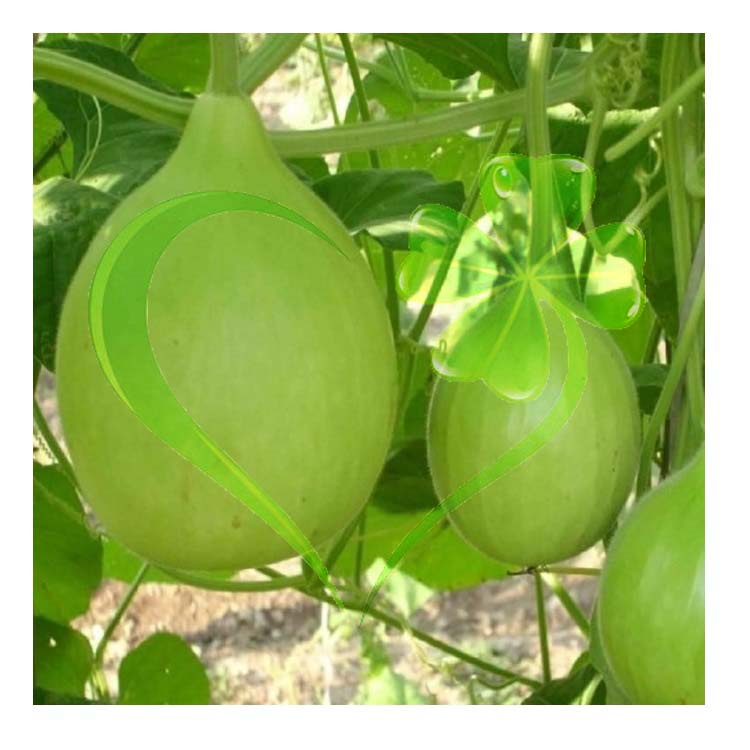 Hạt giống bầu tròn F1 - Gói 10 hạt