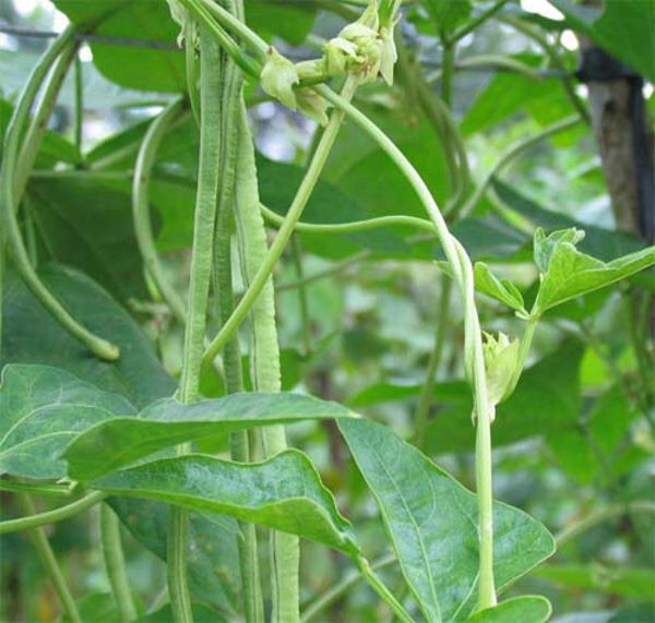 Hạt Giống Cây Đậu Đũa 10g