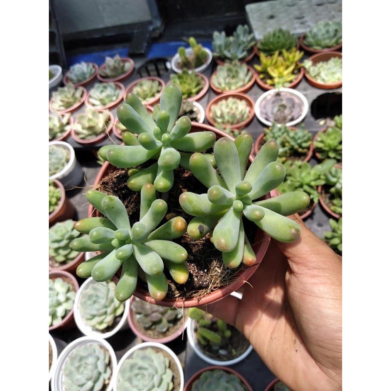 Sen đá thạch ngọc size trung 5-7 cm