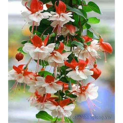 Cây hoa lồng đèn búp bê đủ màu