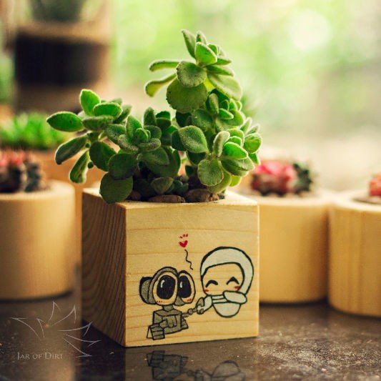 Hộp gỗ trồng cây sen đá tự nhiên