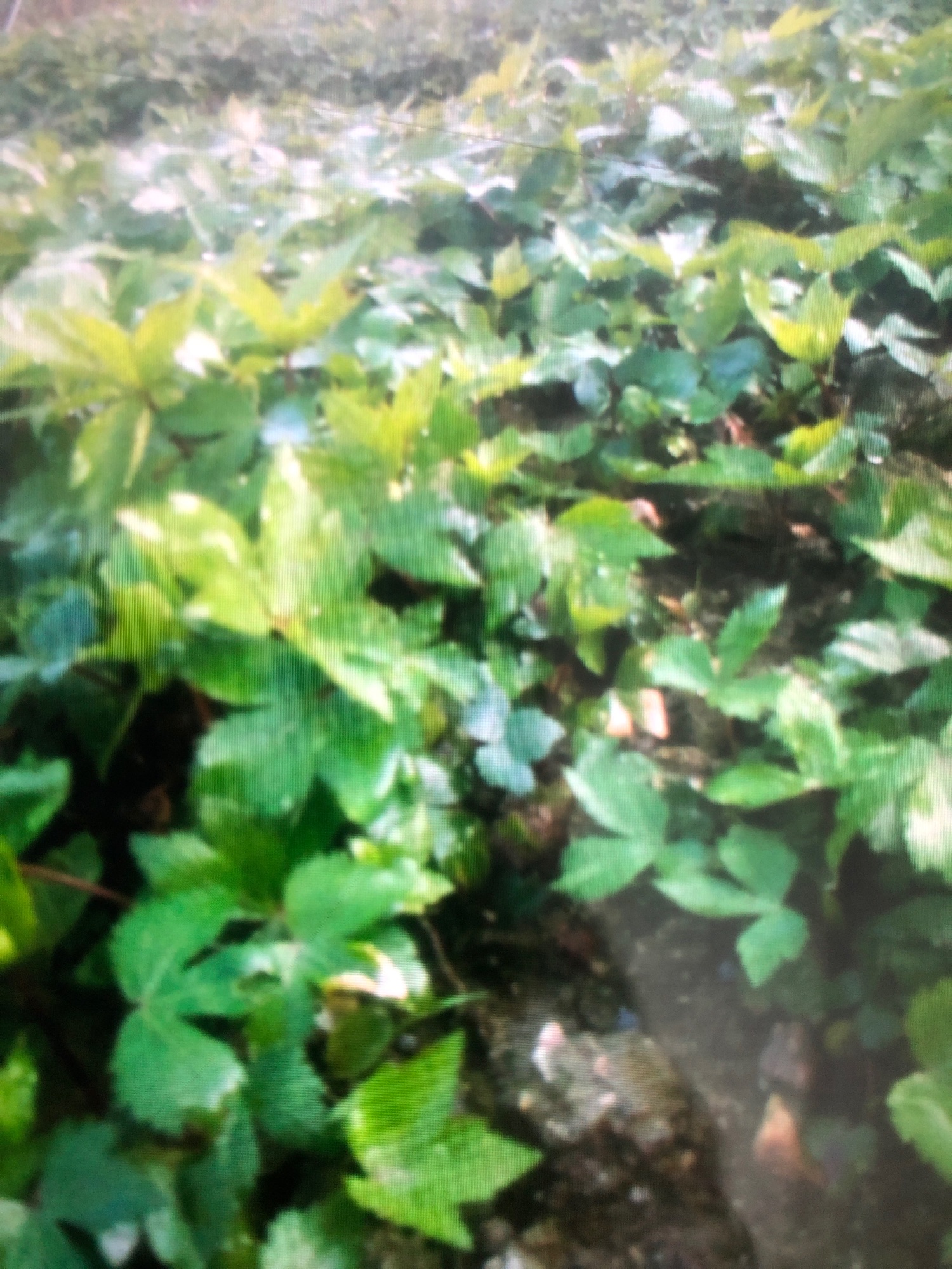 Cây giống sâm đương quy tươi (bán cây:150k/20cây )