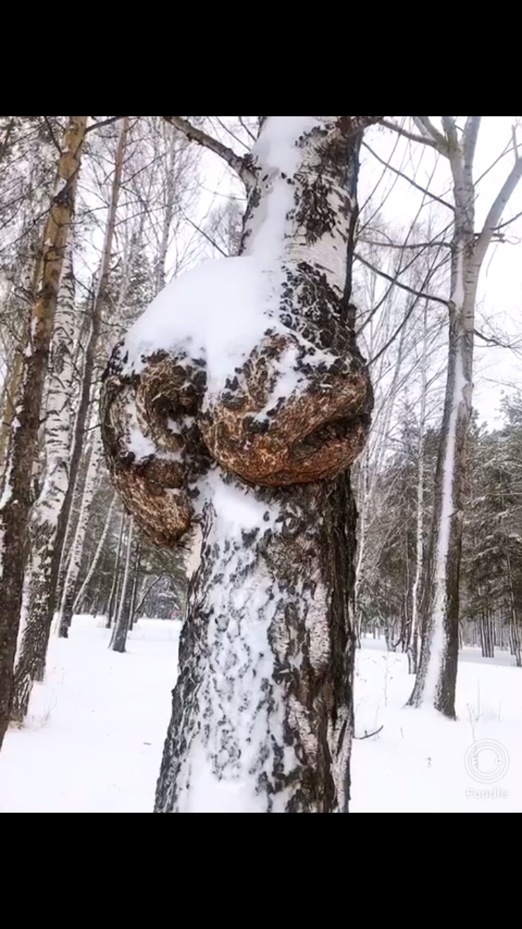 Nấm chaga Nga sibiri  Gói 200 gam