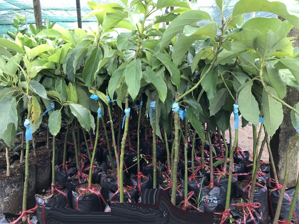 ( GIÁ SỐC) Cây giống BƠ 034 siêu quả