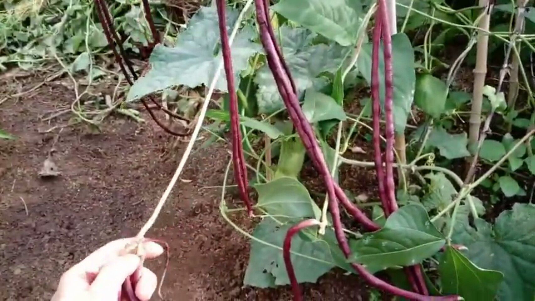HẠT GIỐNG ĐẬU ĐŨA TÍM MỸ F1 ( GÓI 10 GRAM)