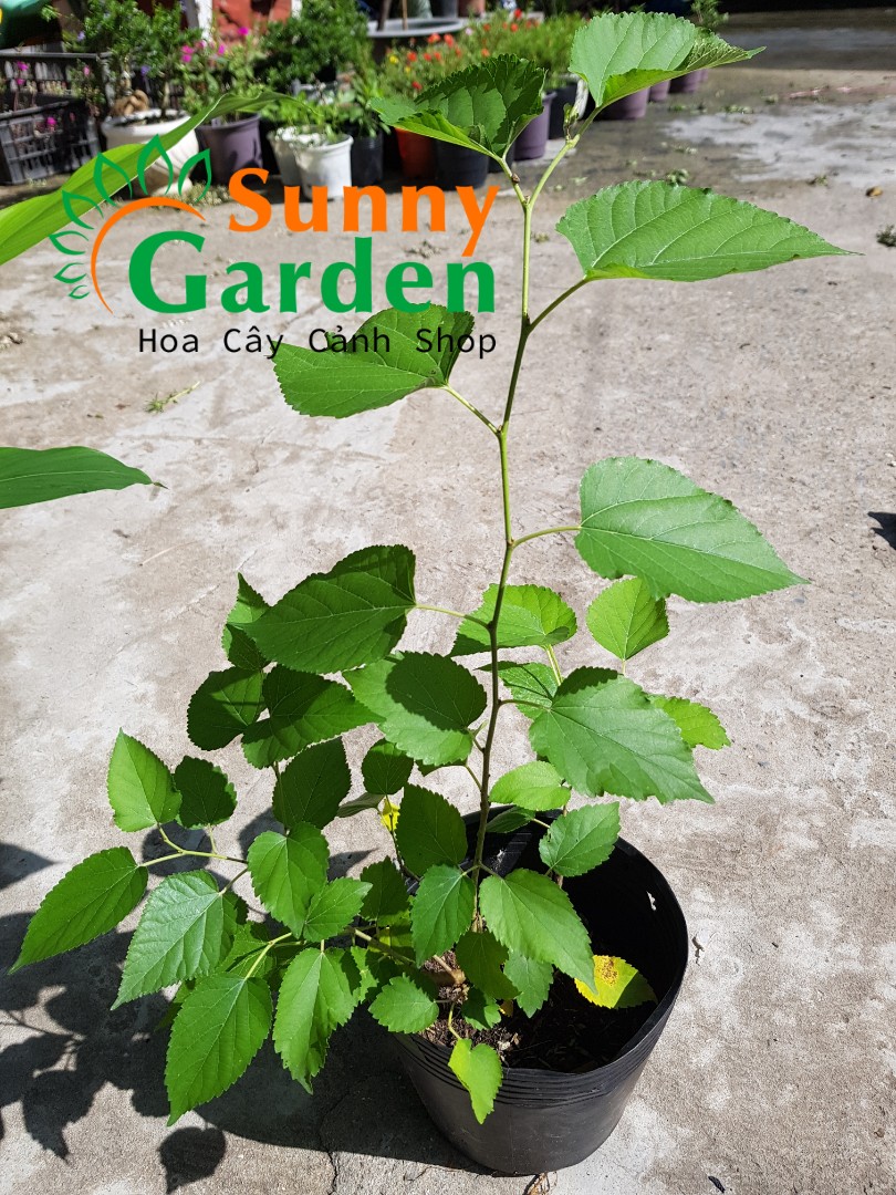 Cây Giống Dâu Tằm - Cây Dược Liệu