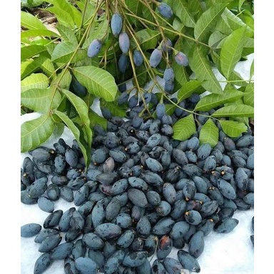 CÂY TRÁM ĐEN NẾP GIỐNG