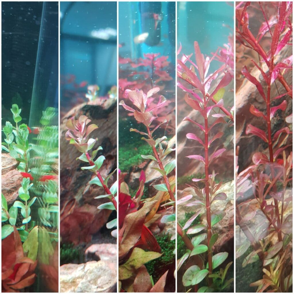 COMBO 20 Ngọn Cây Thủy Sinh Cắt Cắm Rotala Siêu Đỏ ( Vẩy Ốc Đỏ ) Không Cần Co2 (LÁ CẠN)