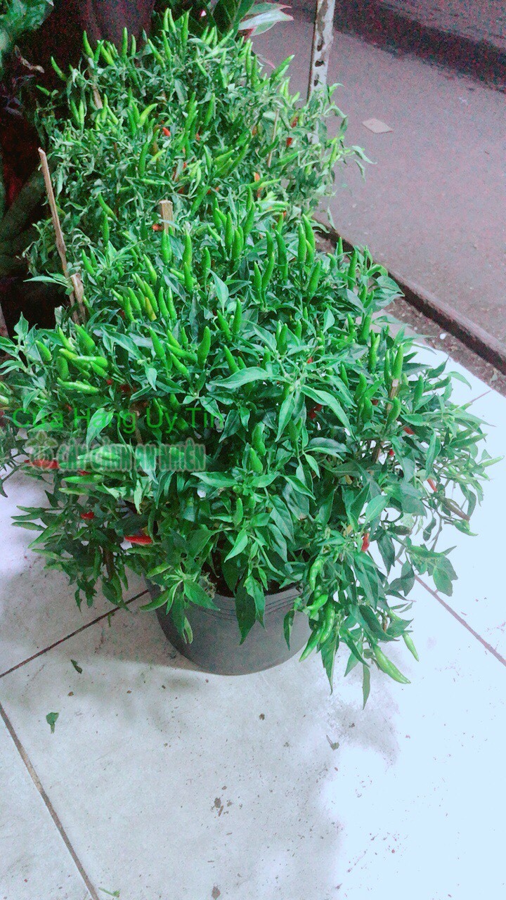 Bụi ớt hiểm nhiều trái