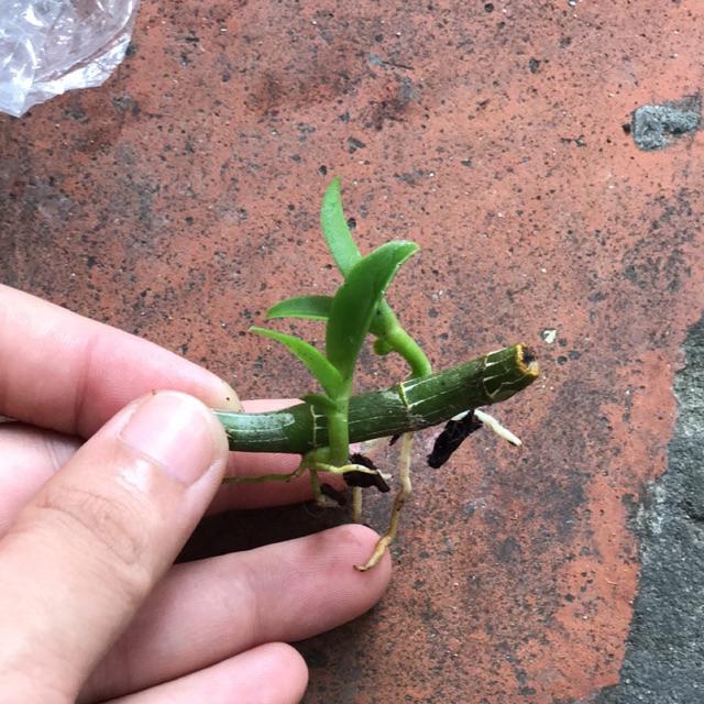 Giá Gốc LAN PHI ĐIỆP 5CT PHÚ THỌ.5CT BẠCH TUYẾT, 5 CT BẢO DUY, 5CT DI LINH TRẮNG. 5 CT HO(hiển oanh) 5CT HO(hoà bình)