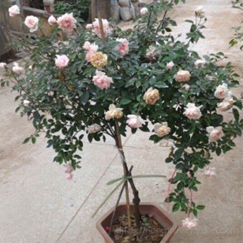2 cây hoa hồng cổ Vân Khôi cực xin