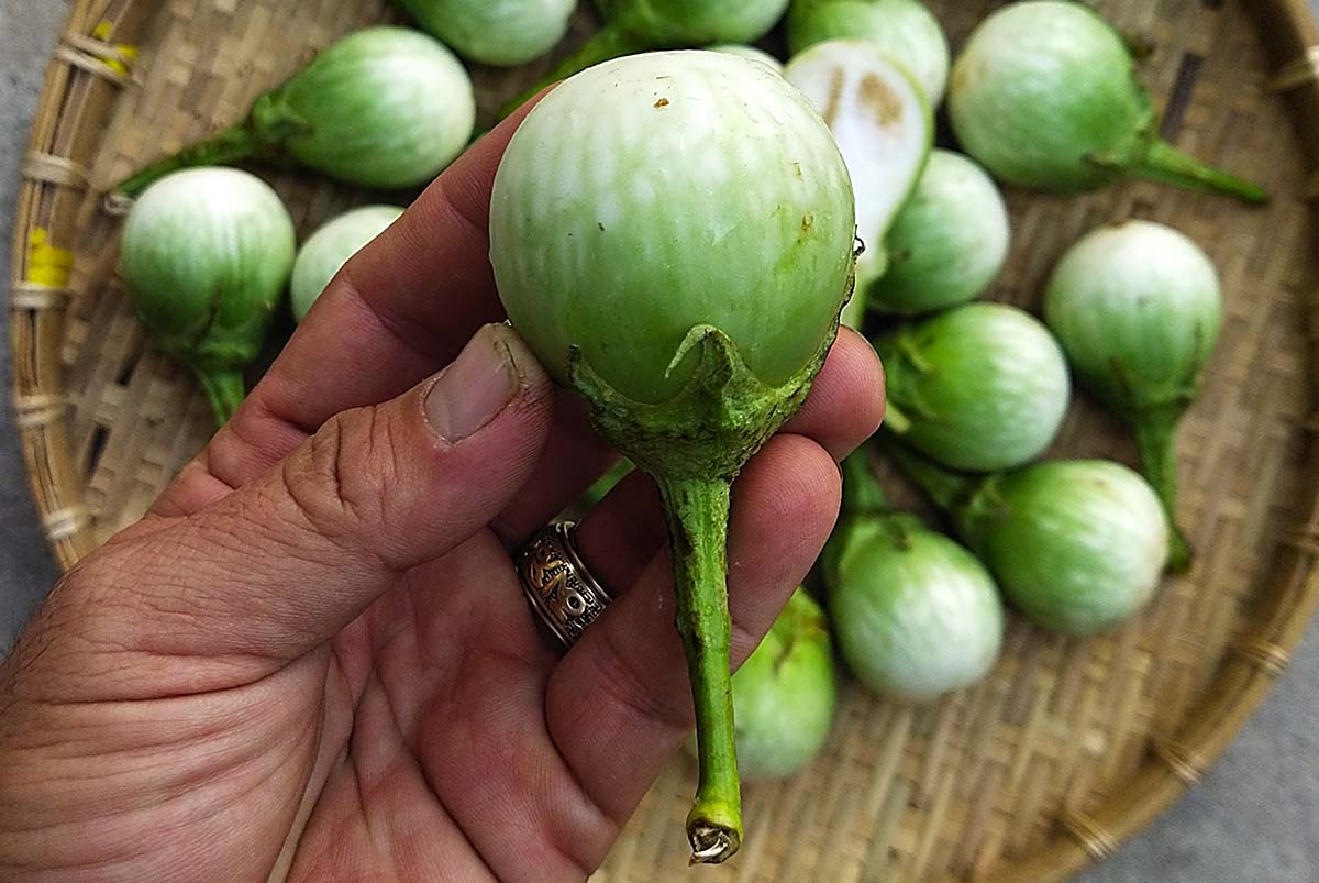 Hạt Giống Cà Pháo Cao Sản