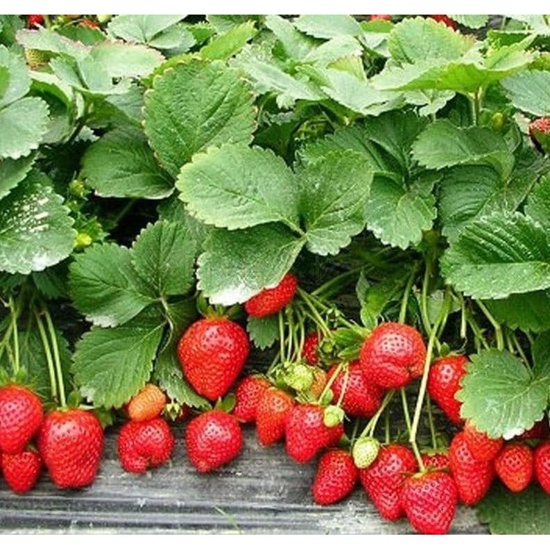 Hạt giống Dâu Tây chịu nhiệt