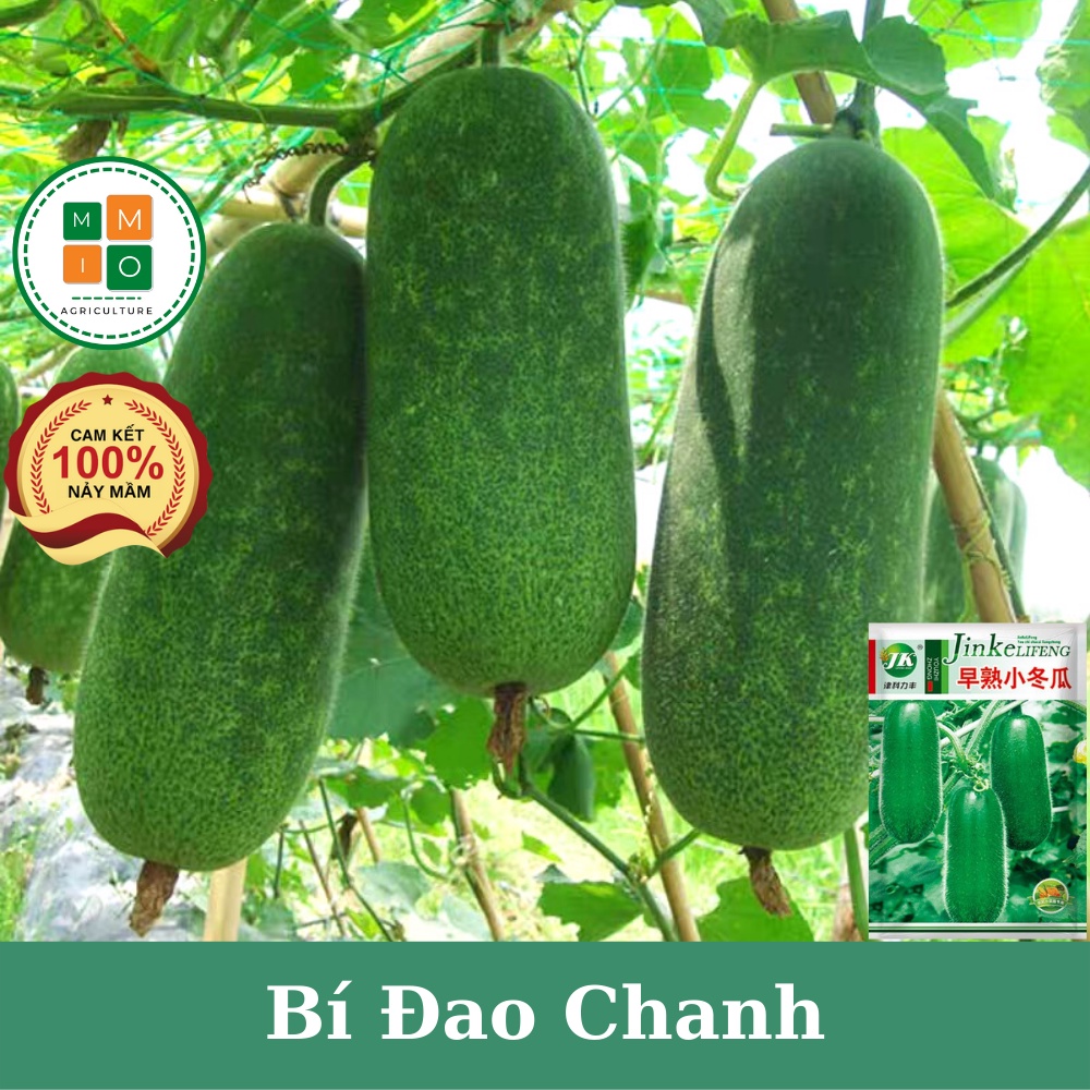 Hạt giống bí đao chanh xanh siêu quả