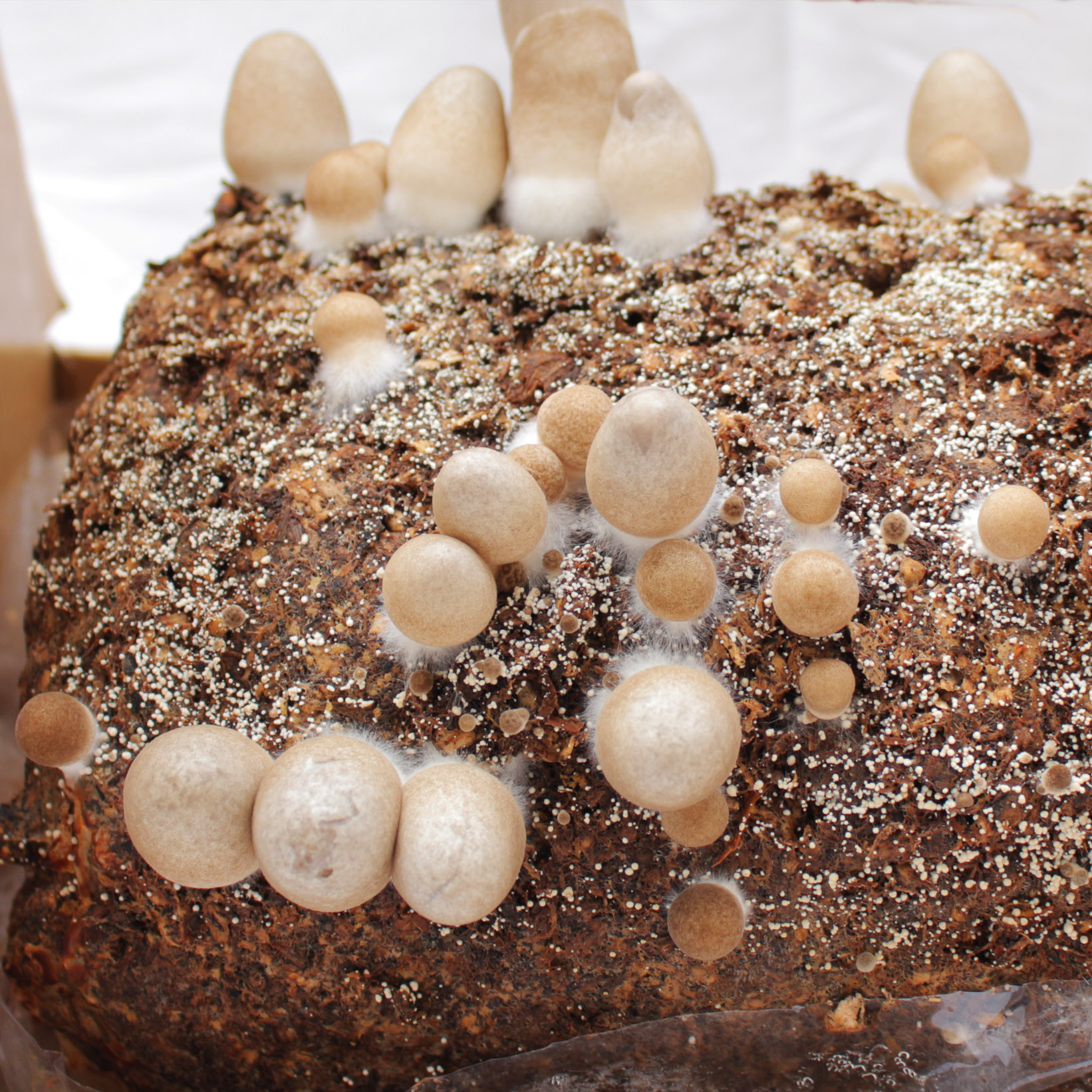 MycoBOX Straw Mushroom Spawn 2kg
