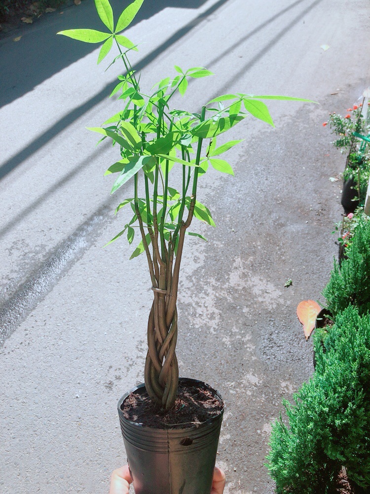 [HCM]Kim Ngân Thắt Bính Mini