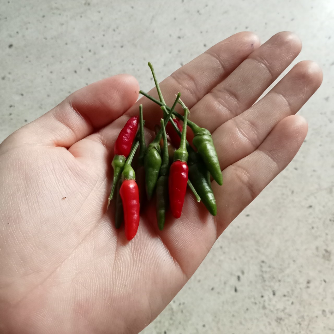 20 Hạt Giống Ớt Mắt Chim Thái Lan