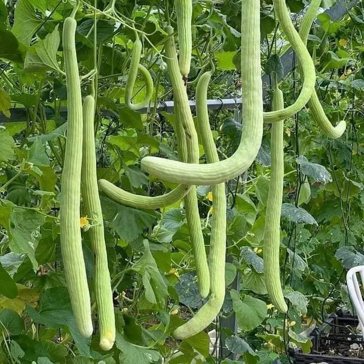 Hạt giống dưa chuột rắn Mỹ