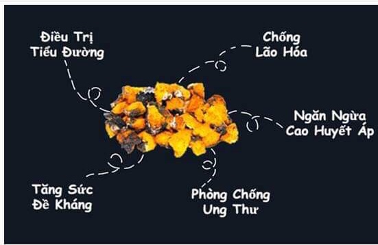 500 gam nấm CHAGA SIBIRI (Nấm Bạch Dương)- Nhập khẩu Nga