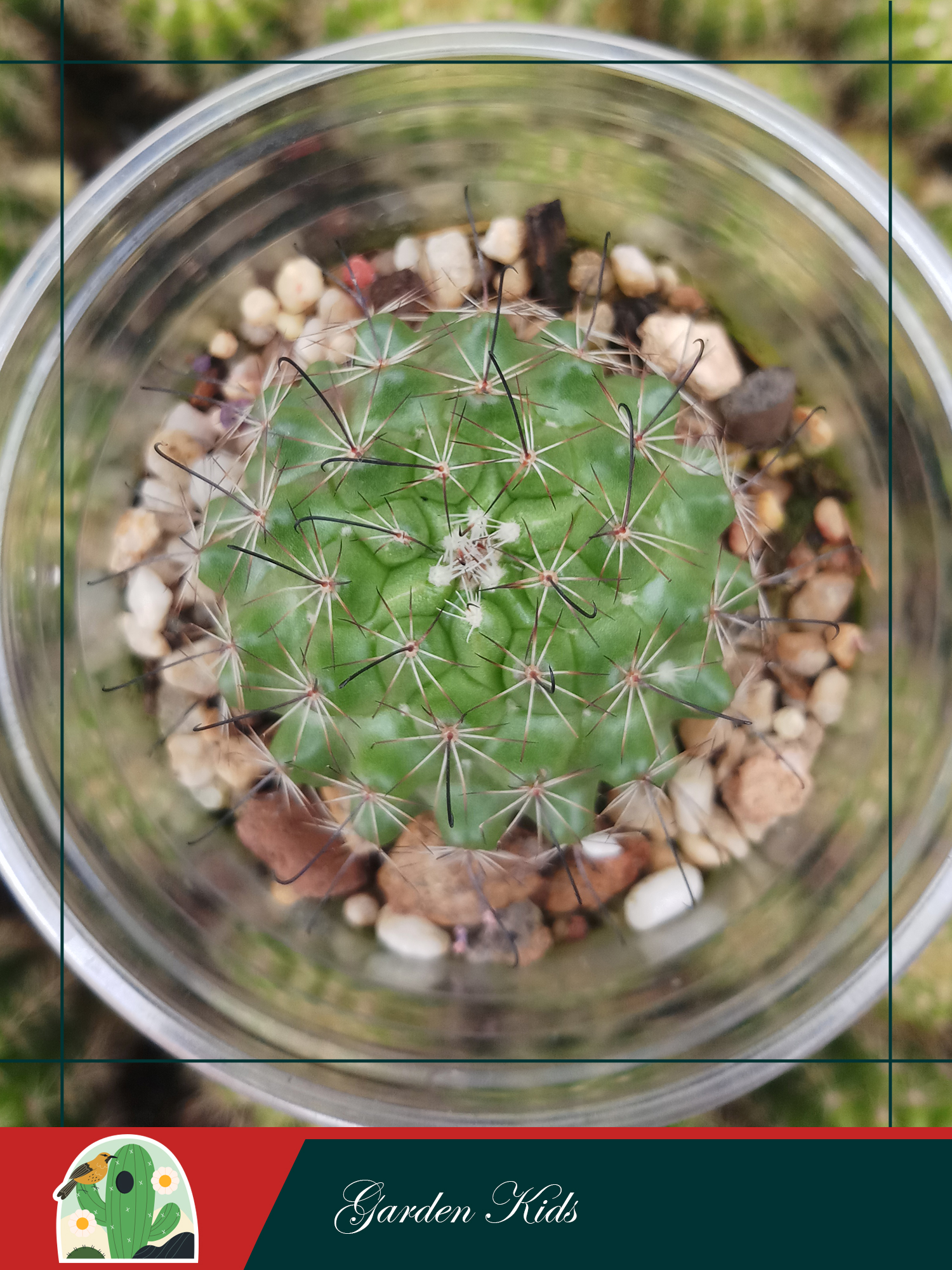Xương rồng móc câu hoa vàng (Mammillaria Beneckei)