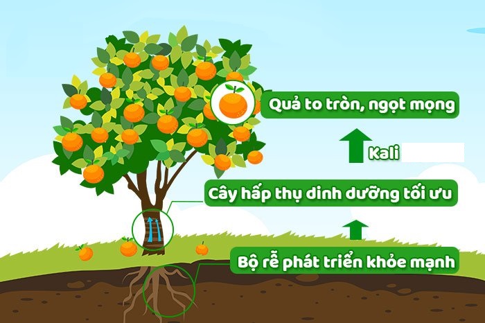 Phân bón KALI Miểng Đỏ - Túi Zip 1KG