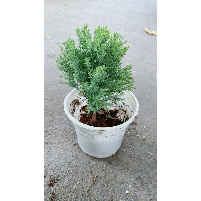 Câu Tùng Bồng Lai