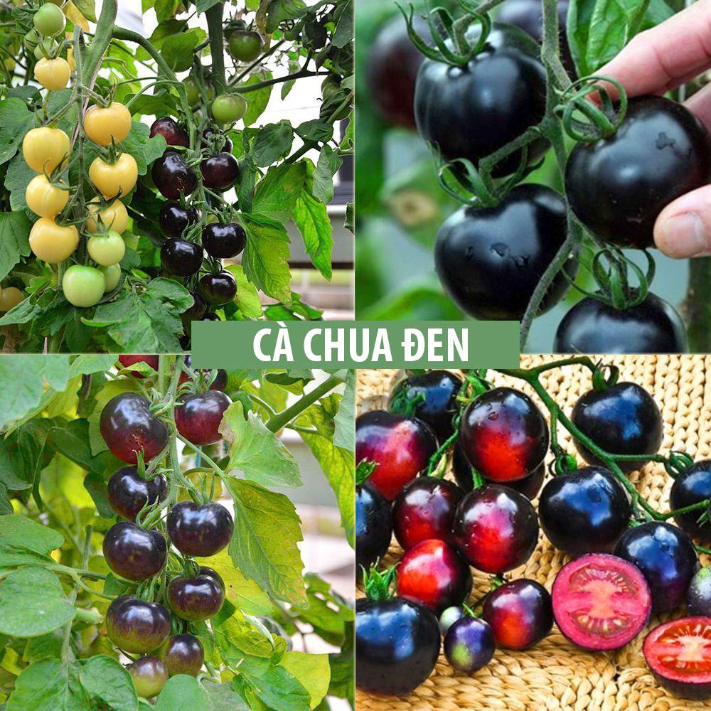 Hạt giống Cà chua đen phú nông - PhuNongSeeds