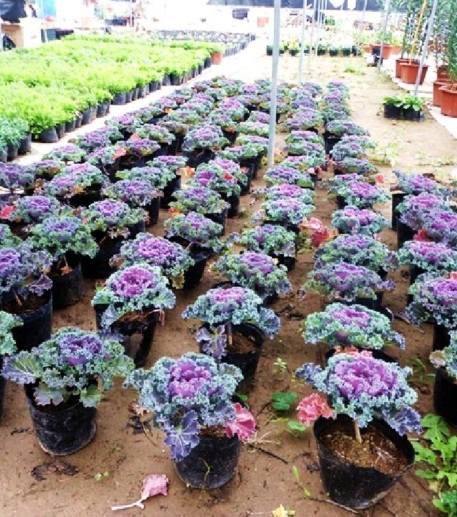 "Gói 20 Hạt " Hạt Giống Hoa Bắp Cải mix màu