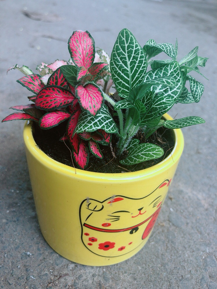 Chậu Cẩm Nhung (lá may mắn)