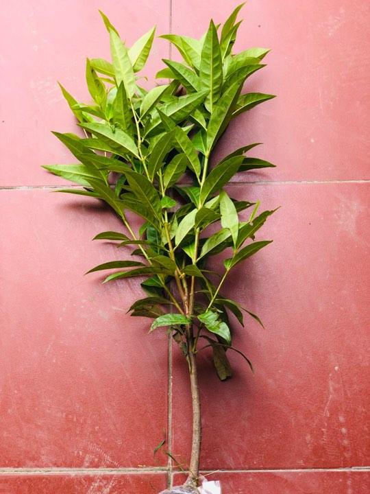 Cây giống vối nếp