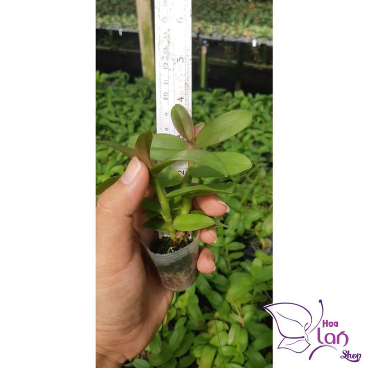 Lan Phi Điệp *Mua 3 Tặng 1* Hồng Mỹ Nhân  [ Cây Giống ]