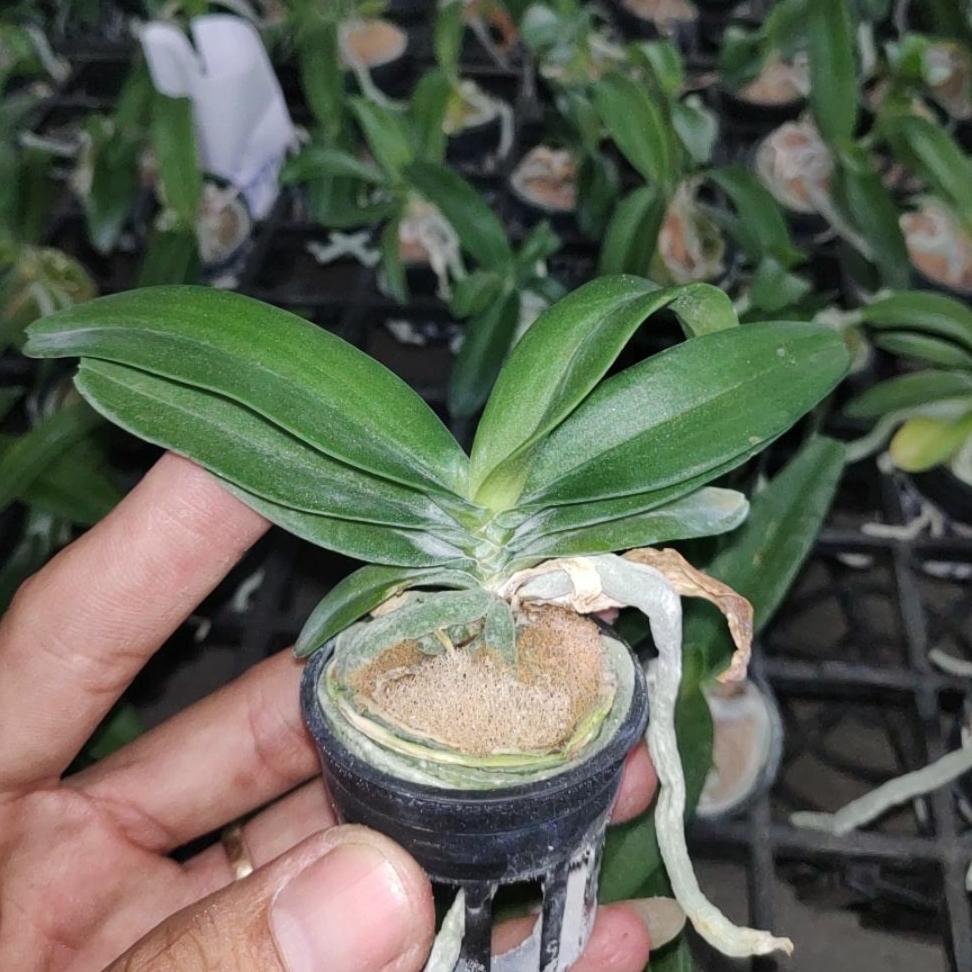 4 Cốc Ngọc Điểm Thái - Đốm, Trắng, Hồng, Đỏ (Nghinh xuân ,Đai Châu)