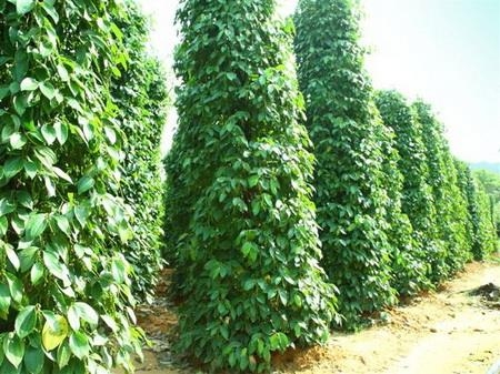 Combo 3 cây Tiêu giống chuẩn Đăk Lăk