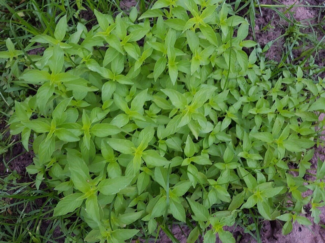 Hạt giống rau thơm sả rado 189 ( é trắng)