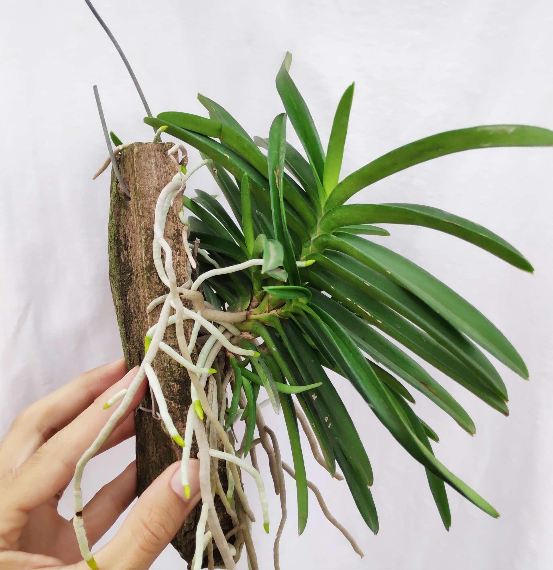 Lan Hoả Hoàng - Bảng to nhiều thân